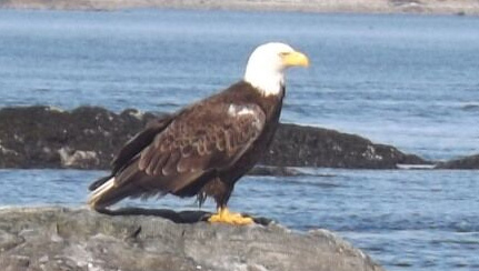 Bald-Eagle