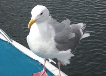 Glaucous Winged-Gull