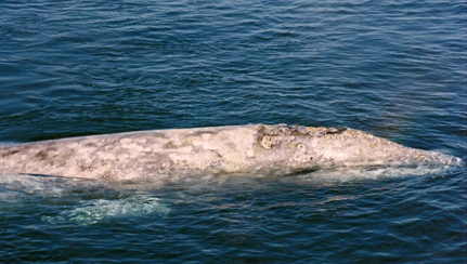 grey-whale