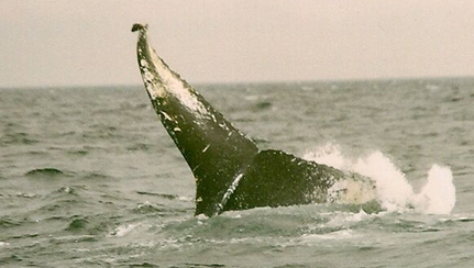 humpback-tail