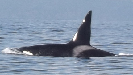 male-transient-orca