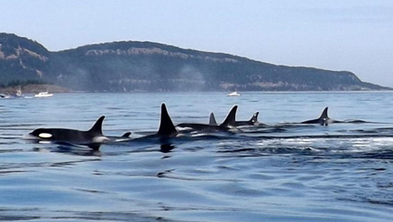 resident-orcas-resting